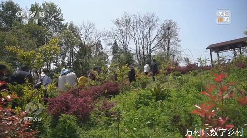 数字驱动乡村振兴策略:乡村旅游推广新路径