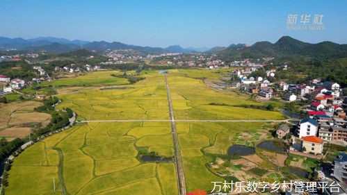 退役军人助力乡村振兴策略:角色定位与产业振兴之路