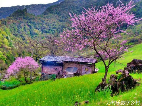 农村社会治理中的社区组织与志愿服务:构建和谐乡村的关键策略