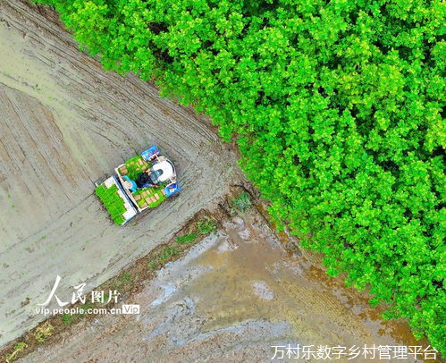 广西推进农业农村电气化助力乡村振兴