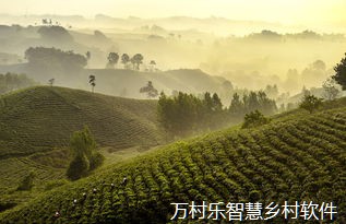 数字乡村产业振兴:技术路径与市场实践解锁之道