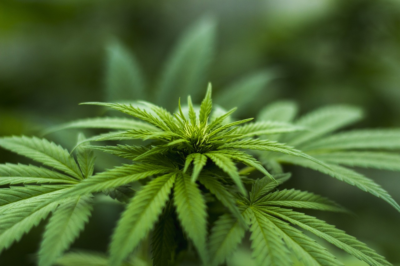 智慧农业物联网系统:未来农业的革新之路